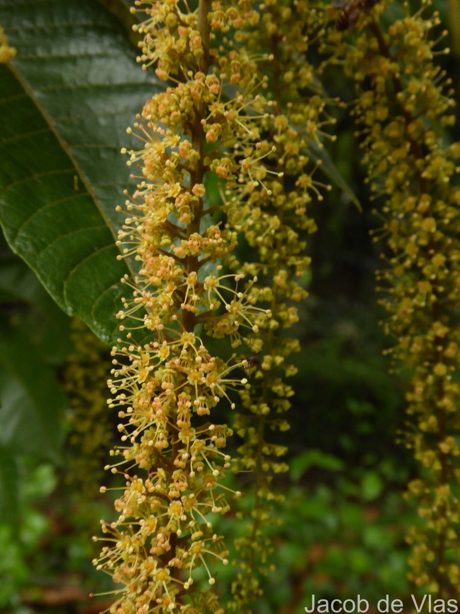 Pometia pinnata J.R.Forst. & G.Forst.
